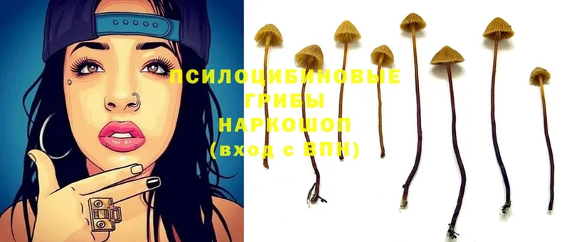 купить наркотики сайты  Елизово  Псилоцибиновые грибы Psilocybine cubensis 